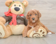 10 week old Cavapoo Puppy For Sale - Seaside Pups