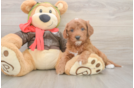 Best Cavapoo Baby