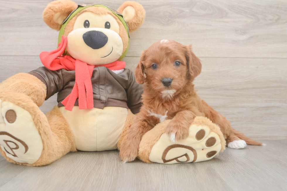 Best Cavapoo Baby