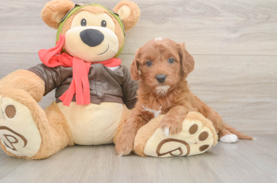 Best Cavapoo Baby
