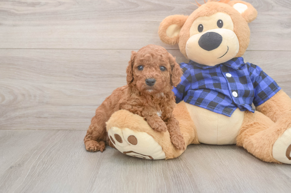 5 week old Cavapoo Puppy For Sale - Seaside Pups