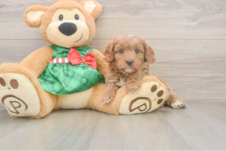 Cavapoo Puppy for Adoption
