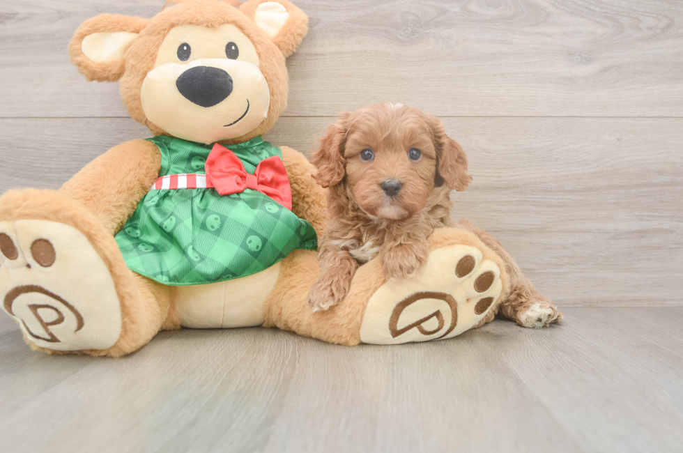6 week old Cavapoo Puppy For Sale - Seaside Pups