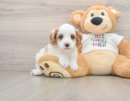 8 week old Cavapoo Puppy For Sale - Seaside Pups