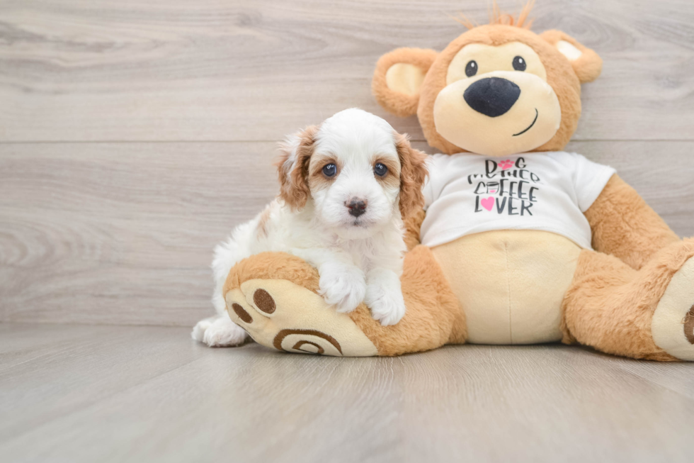 Petite Cavapoo Poodle Mix Pup