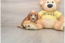 Cavapoo Puppy for Adoption