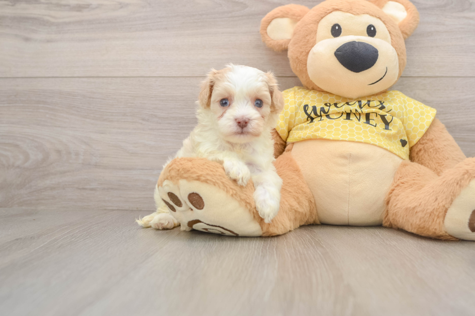 Fluffy Cavapoo Poodle Mix Pup