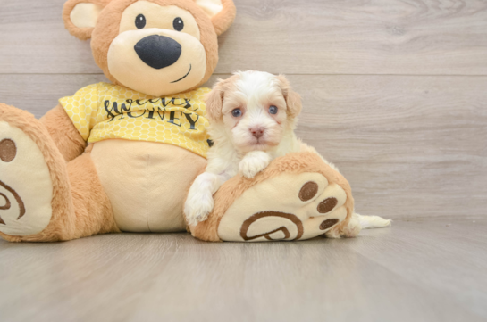 Petite Cavapoo Poodle Mix Pup