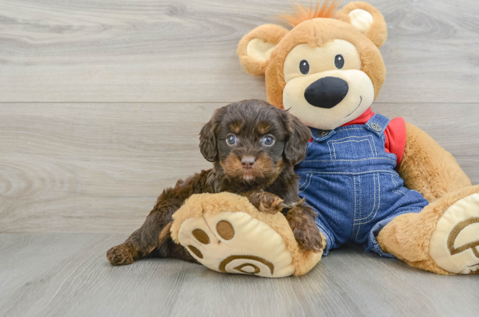 5 week old Cavapoo Puppy For Sale - Seaside Pups