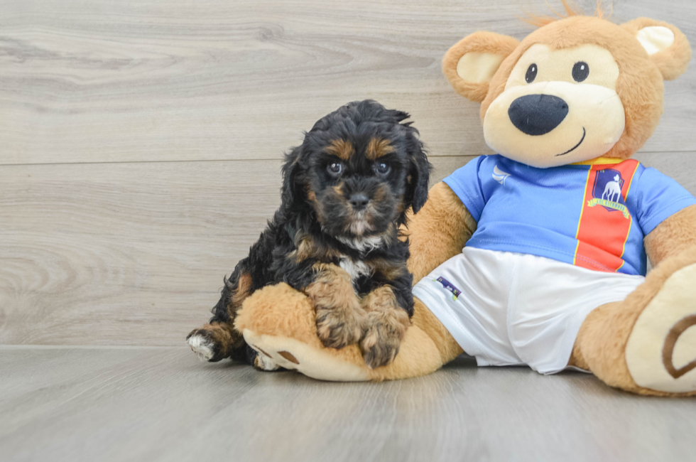 6 week old Cavapoo Puppy For Sale - Seaside Pups