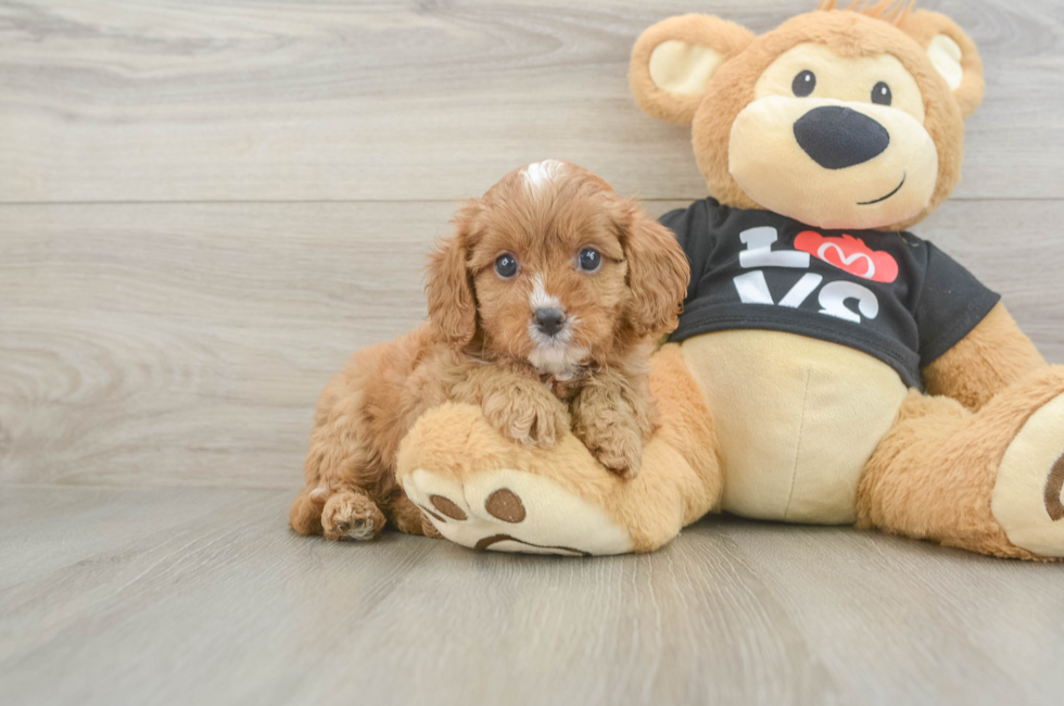 6 week old Cavapoo Puppy For Sale - Seaside Pups