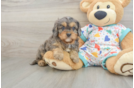 Playful Cavapoodle Poodle Mix Puppy
