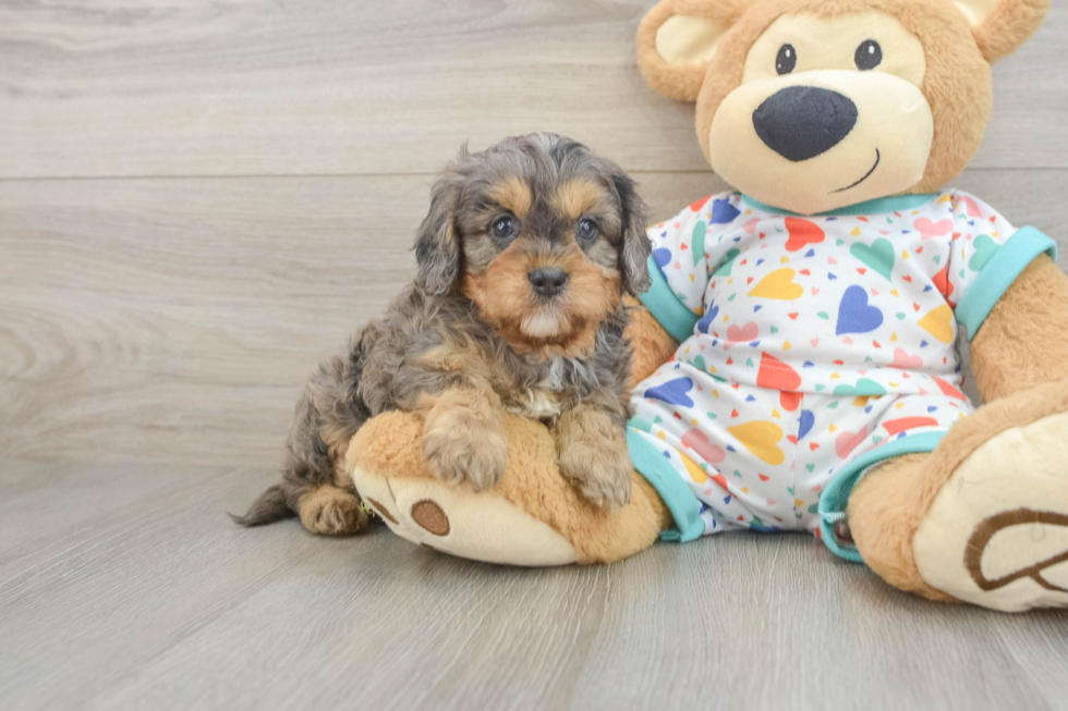Playful Cavapoodle Poodle Mix Puppy