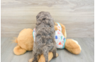 Best Cavapoo Baby