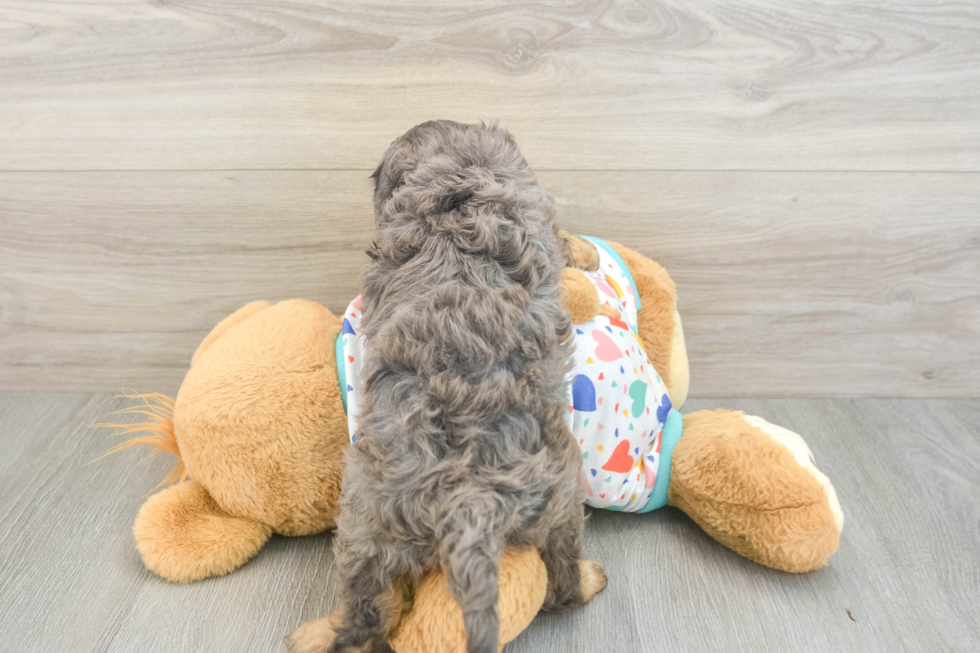 Best Cavapoo Baby
