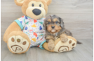 Playful Cavapoodle Poodle Mix Puppy