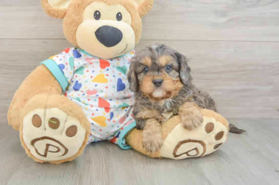 Playful Cavapoodle Poodle Mix Puppy
