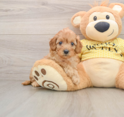 6 week old Cavapoo Puppy For Sale - Seaside Pups