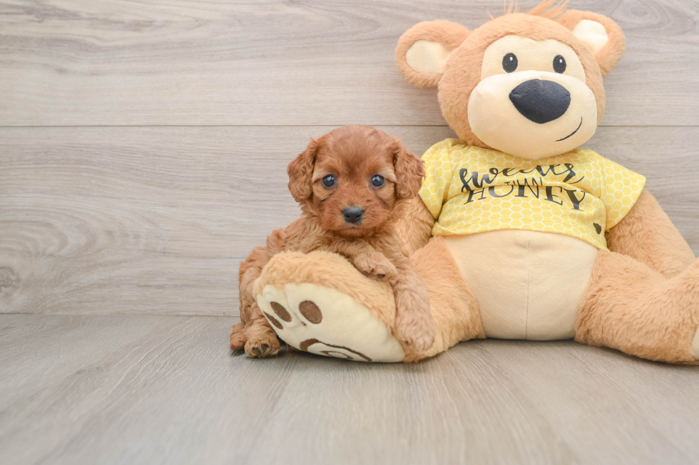 Best Cavapoo Baby