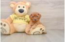 Cavapoo Puppy for Adoption