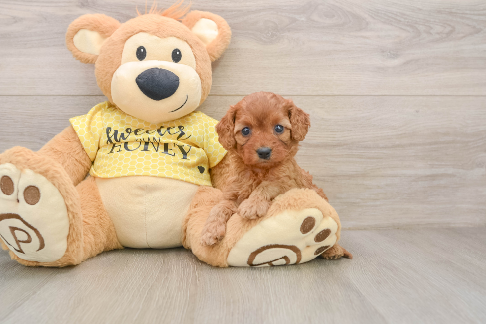 Cavapoo Puppy for Adoption