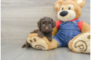 Cavapoo Pup Being Cute