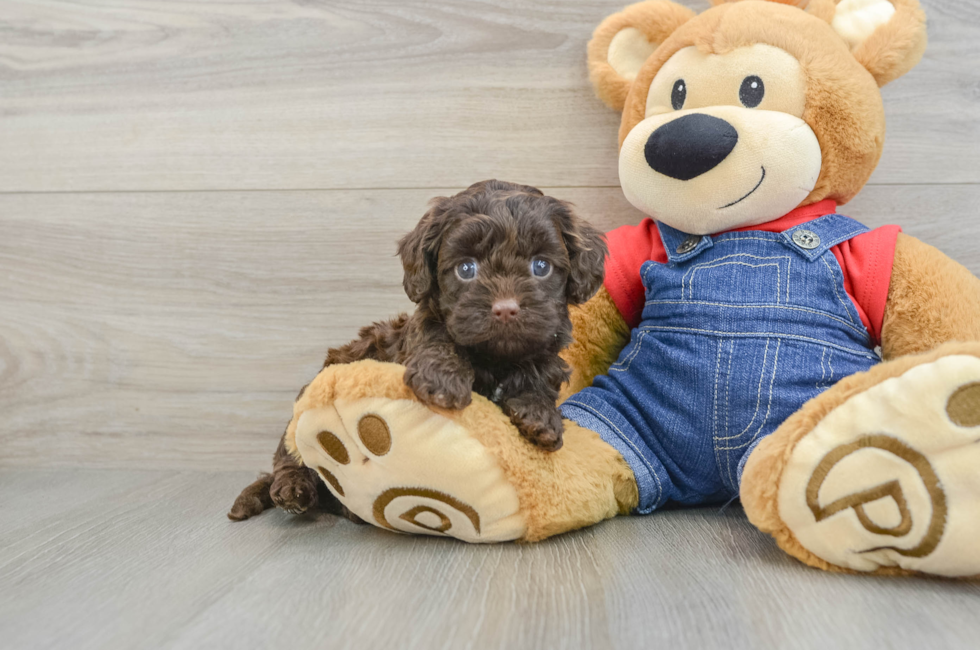 5 week old Cavapoo Puppy For Sale - Seaside Pups