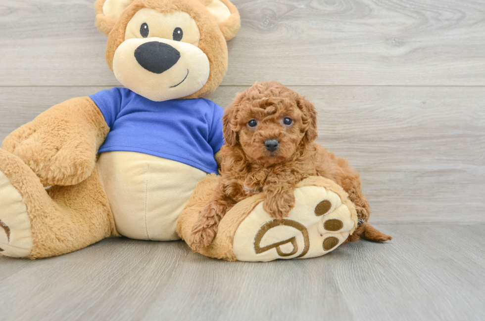 7 week old Cavapoo Puppy For Sale - Seaside Pups
