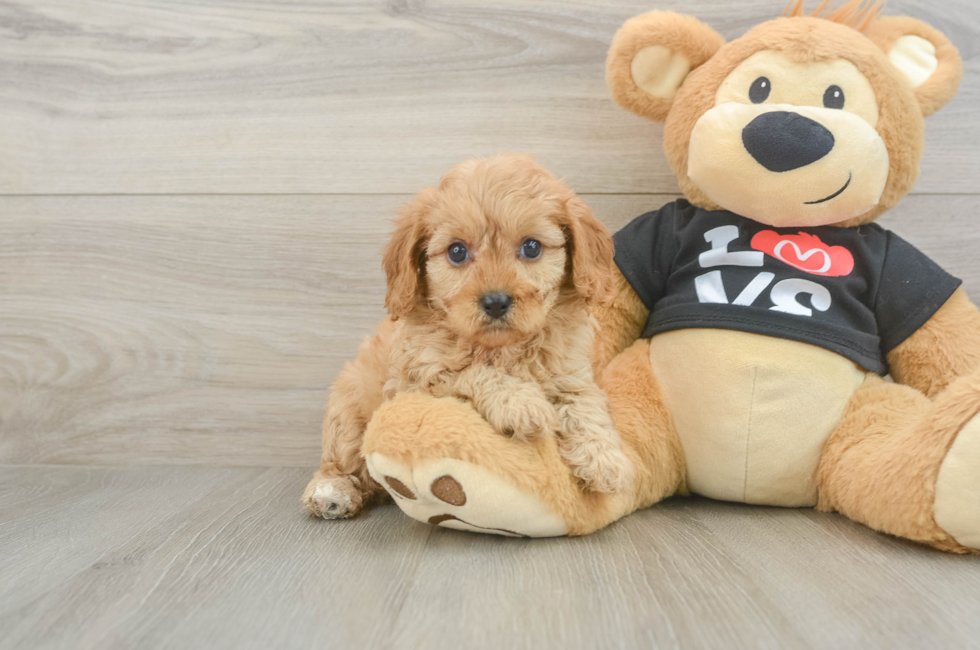 6 week old Cavapoo Puppy For Sale - Seaside Pups