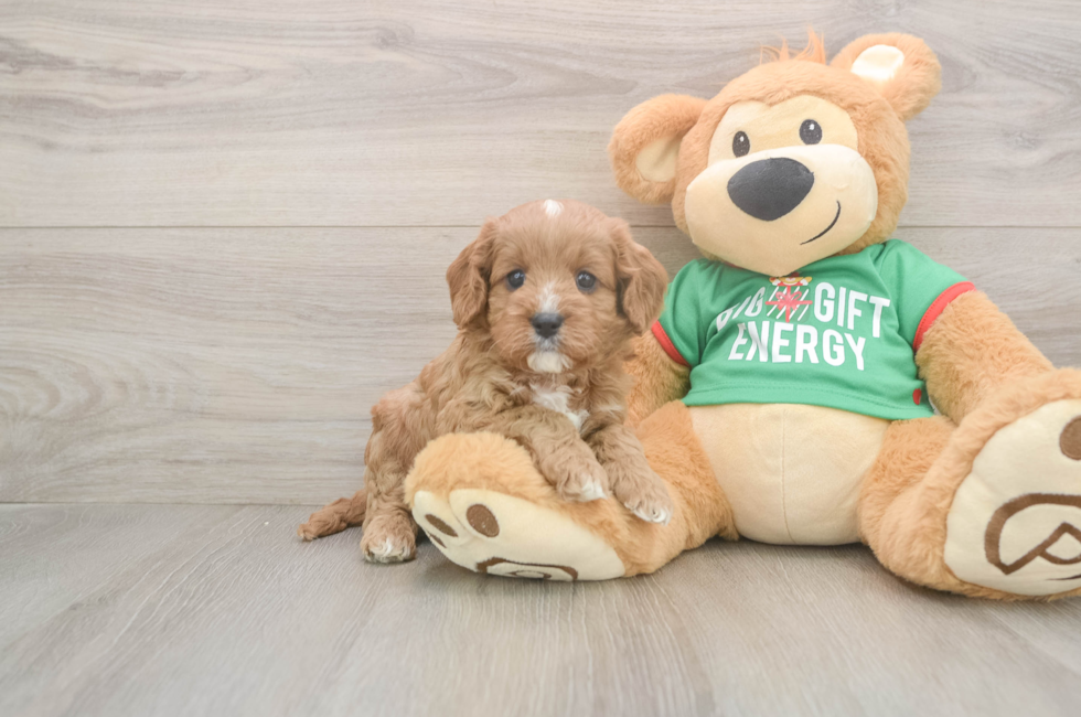 5 week old Cavapoo Puppy For Sale - Seaside Pups
