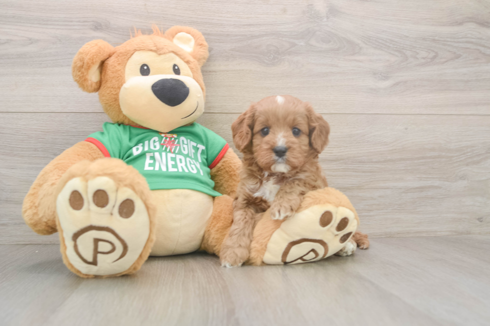 Cavapoo Pup Being Cute
