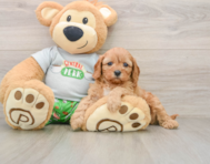7 week old Cavapoo Puppy For Sale - Seaside Pups
