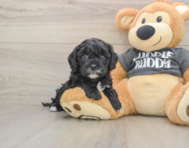 7 week old Cavapoo Puppy For Sale - Seaside Pups