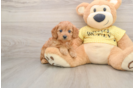Best Cavapoo Baby