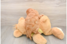 Fluffy Cavapoo Poodle Mix Pup