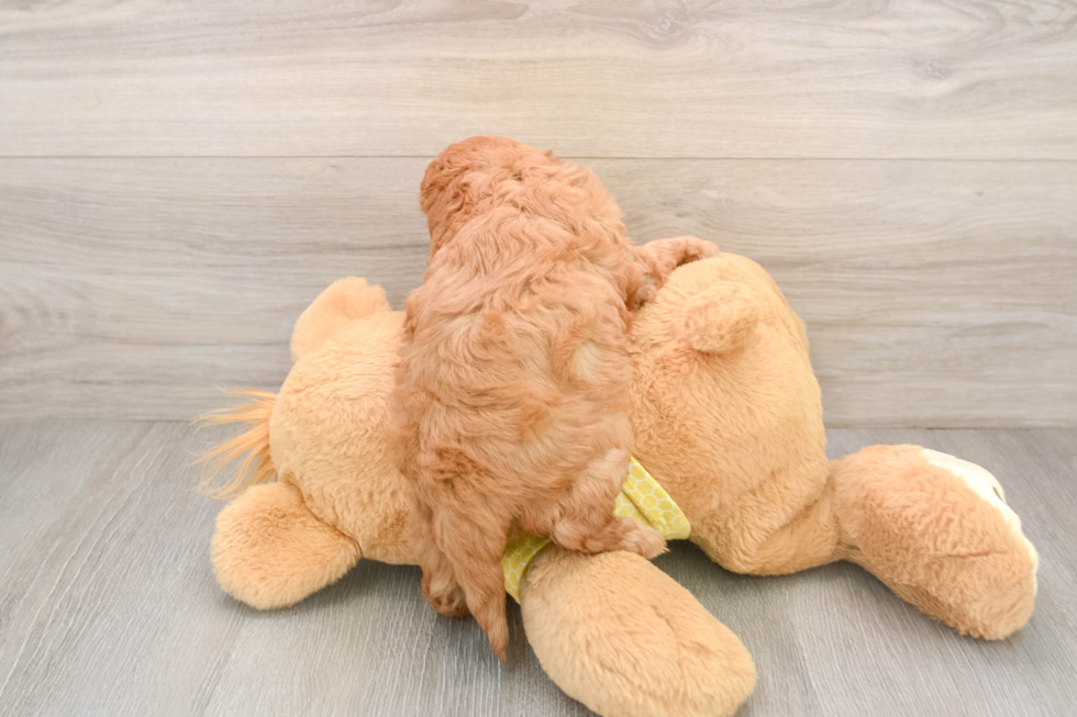 Fluffy Cavapoo Poodle Mix Pup