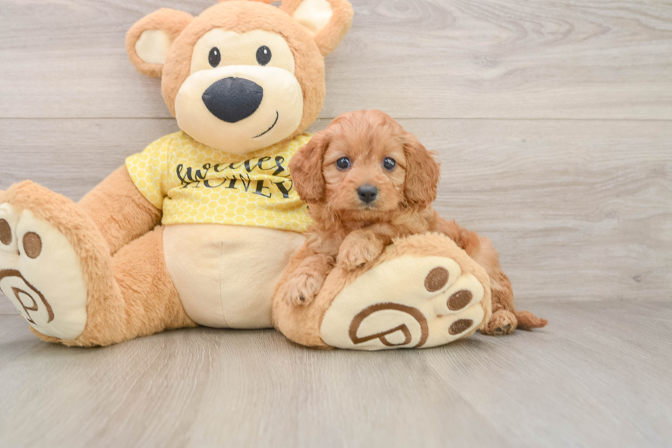 Adorable Cavalier King Charles Spaniel and Poodle Mix Poodle Mix Puppy
