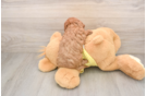 Fluffy Cavapoo Poodle Mix Pup