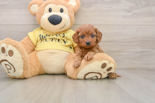 Cavapoo Puppy for Adoption