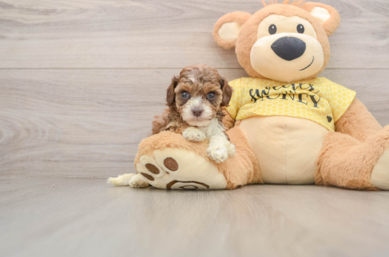 Best Cavapoo Baby
