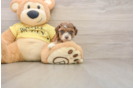 Smart Cavapoo Poodle Mix Pup