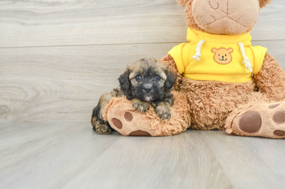 6 week old Cavapoo Puppy For Sale - Seaside Pups