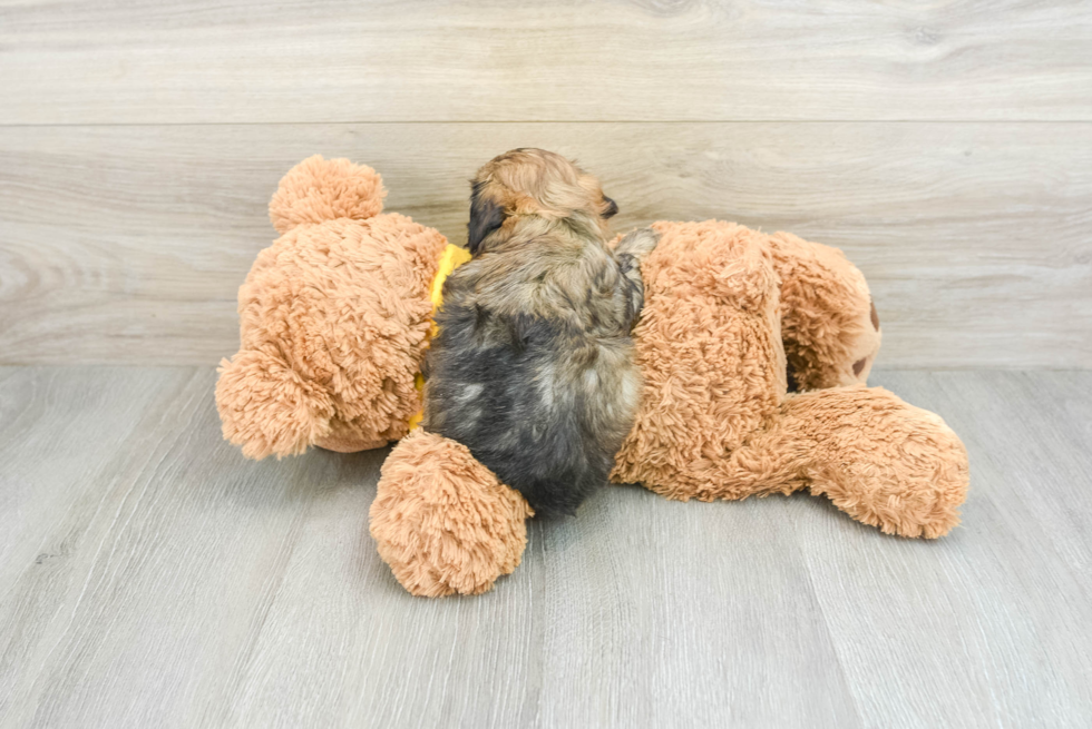 Sweet Cavapoo Baby