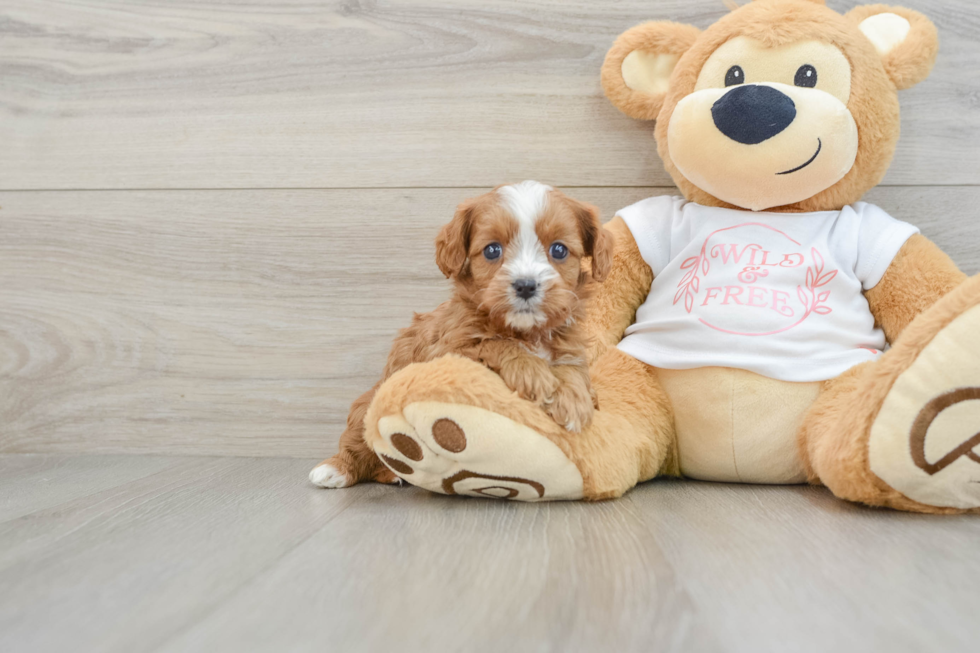 Small Cavapoo Baby