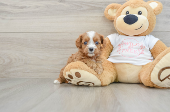 Small Cavapoo Baby