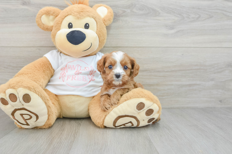 Playful Cavapoodle Poodle Mix Puppy