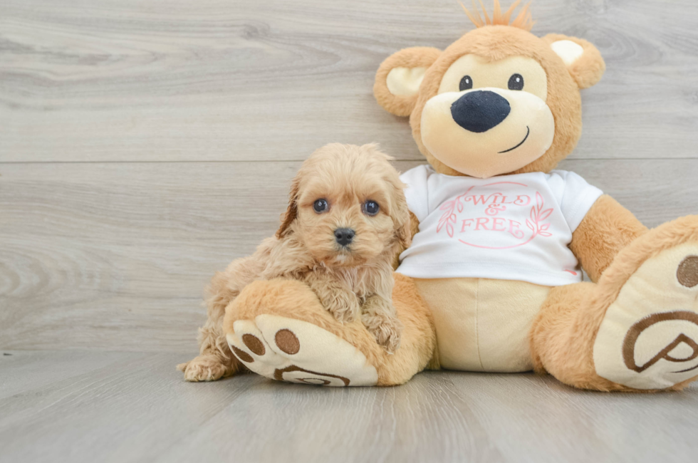 5 week old Cavapoo Puppy For Sale - Seaside Pups