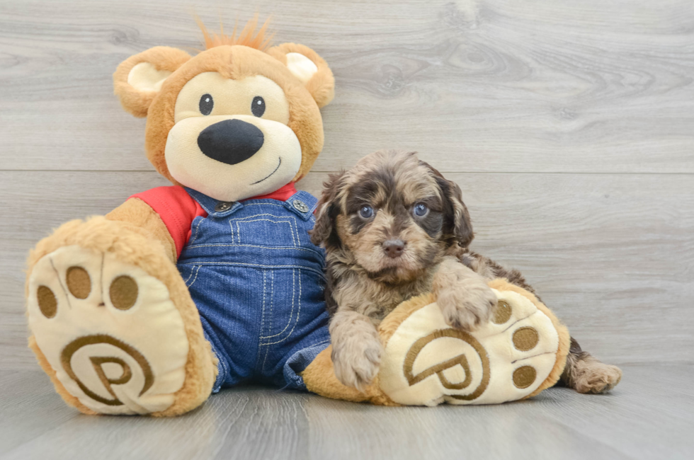 5 week old Cavapoo Puppy For Sale - Seaside Pups