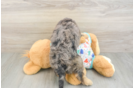 Friendly Cavapoo Baby