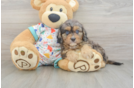 Happy Cavapoo Baby